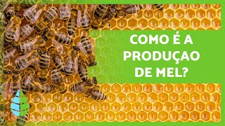 Como as ABELHAS fazem MEL 🍯🐝 Produção  Extração dos favos [upl. by Nov]