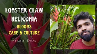 Lobster Claw Heliconia Plant  Culture and Care [upl. by Cote]