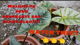 Alocasia Sinuata And Scalprum Propagation and Repotting mrsgreen5596 [upl. by Noterb]