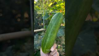 The Rebel Cucumber BEIT Alpha 🥒 growyourownfood garden cucumbers [upl. by Nakhsa]