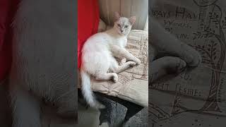 sleeping beauty inistorbo😺😴 short funny cat cutecat [upl. by Danieu]