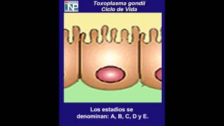 Toxoplasma gondii  Ciclo de Vida  1 [upl. by Anderer]