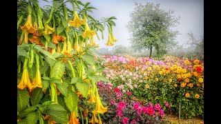 Magia de Plantas y flores Floripondio Arnica Genciana Azafrán corazón sangrante Amapola Rosa [upl. by Assened]