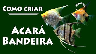 Como criar o peixe ACARÁ BANDEIRA [upl. by Asteria]