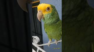 ¿Que Te Gusta Hacer Loro Que Habla 😂 shorts parrot viral loro humor animals youtubeshorts [upl. by Haslett]