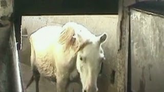 Go inside a horse slaughterhouse [upl. by Truman]