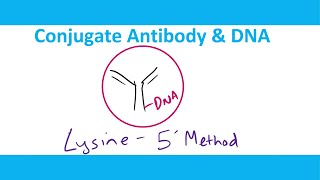 Method to Conjugate Antibody and DNA  Bioconjugation  AntibodyDNA Coupling [upl. by Eittam864]