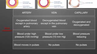 AS level G1 Arteries veins capillaries Ms Cooper [upl. by Arinay]