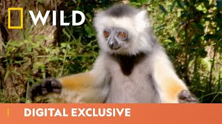 Large Leaping Lemurs  Madagascar’s Weirdest Wild Africa Month  National Geographic Wild UK [upl. by Alil]