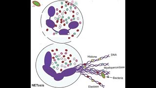 L34 Neutrophil Extracellular Trap NETs NETosis Understanding the Mechanisms Behind NETs [upl. by Evslin800]