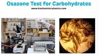 Osazone Test For Carbohydrates with Demonstration  Osazone Formation [upl. by Ynehpets264]