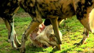 Carcass Feeding Painted Dogs  Cincinnati Zoo [upl. by Uwton]