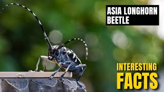 Amazing facts of Asian Longhorn Beetle  Interesting Facts  The Beast World [upl. by Gherardo588]