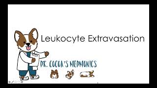 Leukocyte Extravasation [upl. by Jecoa]