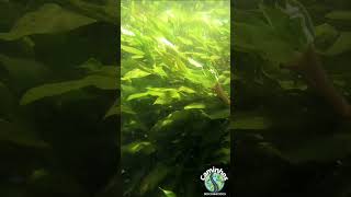 Bacopa emersed and submerged leaves fishkeeping aquascape plantedtank aquariumplant [upl. by Magdalen]