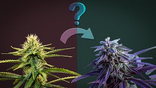 Differences in Cannabis Explained [upl. by Anitnerolf]