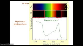 Les chloroplastes organites de la photosynthèse [upl. by Nairb]