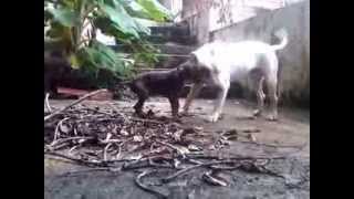 Pelea a Muerte Pitbull vs Doberman [upl. by Nnelg]