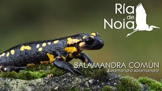 Salamandra común Píntega Salamandra salamandra Monte Iroite Lousame Ría de Noia [upl. by Tsirc]