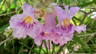 Growing Mesquite Palo Verde and Desert Willow from seed to plant where I hunt and camp [upl. by Mozelle850]