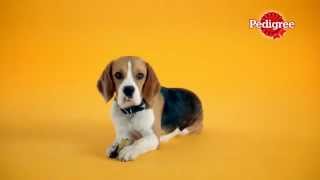 PEDIGREE commercial nom nom nom [upl. by Emery]