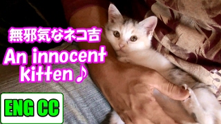 初めてドラ吉の部屋に遊びに来た子猫のネコ吉 The first time for NekoCat to hang out in the Dorakichis room【Eng CC】 [upl. by Boothman]