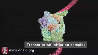 DNA Transcription Advanced [upl. by Camala752]