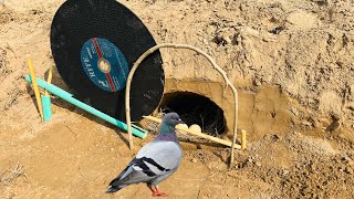 Pigeon Trap Making Easy  How To Make Pigeon Trap Using Disks  qbtraps [upl. by Francesca]