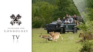 Tailless Female and Tsalala Pride Hunt and Kill Wildebeest Calf  Londolozi TV [upl. by Yrebmik]