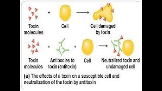 antitoxin mechanism [upl. by Andrade]