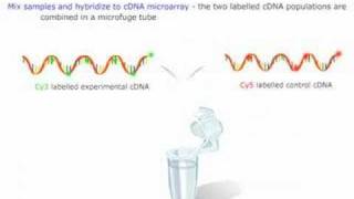 Microarray Gene Expression [upl. by Nyloc]