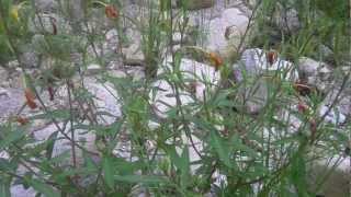 Medicinal Plants of the Southwest with Herbalist Darcey Blue  Evening Primrose Oenothera biennis [upl. by Piegari]