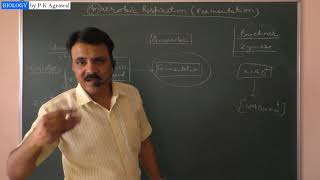 Anaerobic respiration Fermentation  Simplified by Dr P K Agrawal [upl. by Paton]