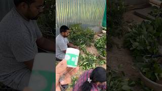 how to new plant create gardenflowers 2024 garden తెలుగుతోట1 [upl. by Ethban5]