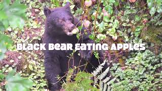 Black bear eating apples in the rain in Sammamish [upl. by Annawaj]