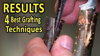 Veneer Grafting [upl. by Atoiganap]