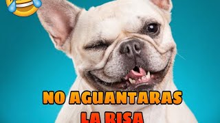 🤣 Videos que dan Risa de Animales 🐱🐶 Mejores Momentos de Animales Chistosos [upl. by Dinah]