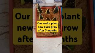 GVLOG50 snakeplant propagation gardening plantation viralshort trending [upl. by Rosinski]