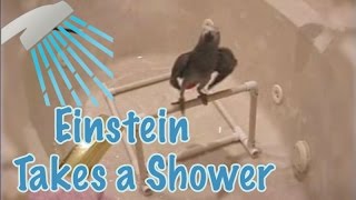 Einstein the Parrot Takes a Shower [upl. by Canica526]