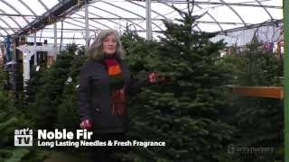 Choosing a Christmas Tree at Arts Nursery [upl. by Eenattirb]