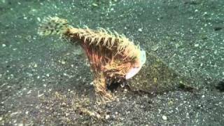 Crazy big mouth Frogfish tries to eat Flounder [upl. by Peyter]