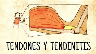 TENDONES Y TENDINITIS  Conceptos Básicos [upl. by Leahci]