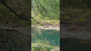 Cowichan River at Skutz Falls entrance [upl. by Kokaras875]