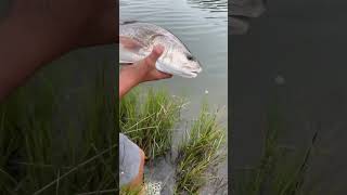 Beautiful 26 inch redfish redfish zerotechoptics [upl. by Ytte]