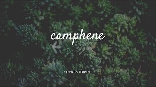 Camphene I Terpene I Dr Pepper Hernandez [upl. by Yhtuv309]