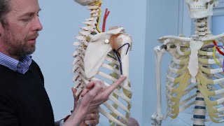 Upper limb reflex anatomy [upl. by Geminius141]