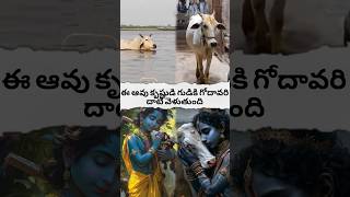 cow crosses the Godavari to the temple of Krishnashortsfeed hanumangod avtelugutalks [upl. by Acillegna]