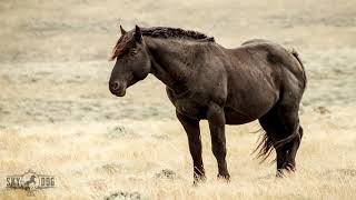 Wild Mustangs reunite at Skydog Sanctuary [upl. by Kiran500]