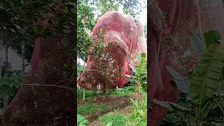 Kerala famous rambutan fruit tree is a natural beautiful sight💥🍓🍒shortsshortvideo [upl. by Nittirb]