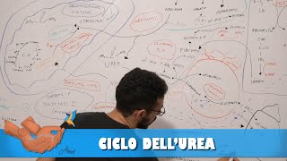 Ciclo dellurea [upl. by Iaras]